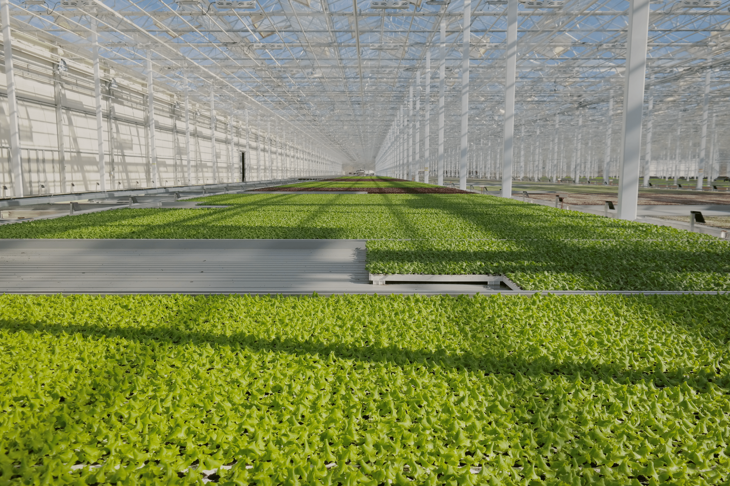 Ein großes Gewächshaus zeigt dicht bepflanzte Reihen von grünem Salat in einer hydroponischen Anlage. Die Pflanzen wachsen in langen Beeten.